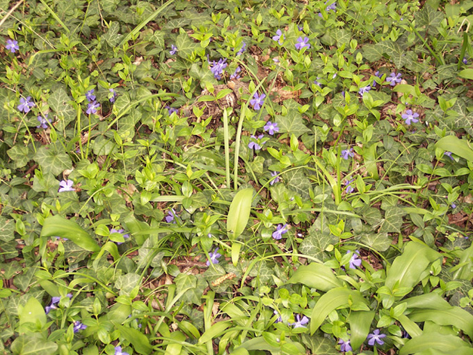 Le prime fioriture primaverili